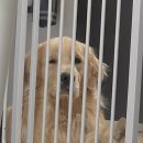 개를 위한 하루 이미지