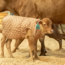 한우사육사 이미지