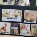 이동동물수업(스핑크스&amp;스코티쉬폴드)🐈 이미지