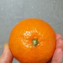 지승농장 | 5년째 찾는 지승이네 새콤달콤한 노지감귤👍