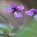 바른야채 이미지