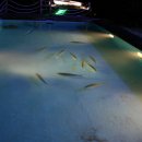 해송과 바다 이미지