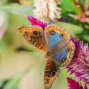 사랑이네 구제 이미지