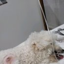 페트로 동물병원 이미지
