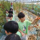 토마토유치원 이미지