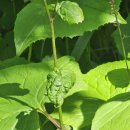 나래민박 이미지