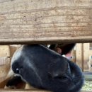 조운목장 이미지