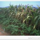 황토골농장 이미지