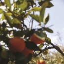 주철농장 이미지