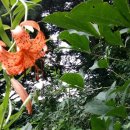 빨강버섯 스머프 이미지