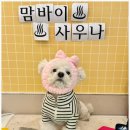 부산애견호텔 강아지 유치원 맘바이 서면본점 이미지