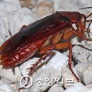 바퀴벌레