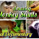 놀라운동물세계.원숭이묘기대행진.Amazing Monkey stunts.Animal Documentary 이미지