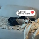 청당산업길 | 천안 안녕똑독아 강아지 행동교정 비용 내돈내산 1회차