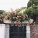 레바논버거 이미지