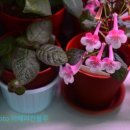 바이올렛 이미지