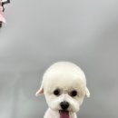 버블펫 | 일산애견미용 믿고 맡길 수 있는 곳, 버블펫에서 힐링하고 왔어요!