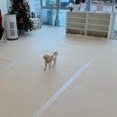 카페멍날 | [광주애견카페] 상무지구 신상 실내애견카페 멍앤빈 후기