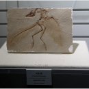 세계화석광물박물관 이미지