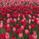 코리아파크 | [튤립축제] 꽃밭에서 인생샷 건지고 온 날! 코리아플라워파크 내돈내산 후기 🌷