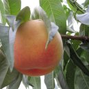 덕우농장 이미지