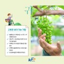사랑포도원