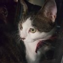 냥만미용실 이미지