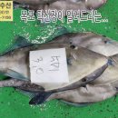 3월 21일, 자연산 쥐치회, 병어, 자랭이, 준치, 참돔, 농어, 눈볼대, 밴댕이, 아귀, 붉은메기, 국내산홍어, 반건조(민어,참조기 이미지