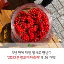 [2022년 9월 14일(음:8월 19일. 일출 6시 12분.일몰18시 43분]문경 오미자 축제가 열린다지요.. 이미지