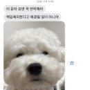 해피