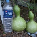 여주-0054 이미지