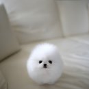 하이퍼피 이미지