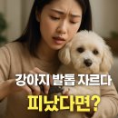자르다 이미지