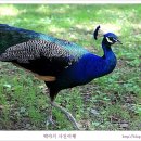 공작새