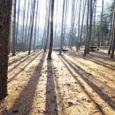 산림욕장 이미지