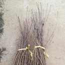 블랙커런트와 아로니아 이미지