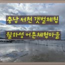 월하성어촌체험마을 | 충남 서천 갯벌체험 월하성 어촌체험마을 조개 잡기