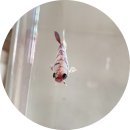 해리아쿠아 이미지