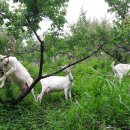 해원목장 이미지