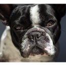 21세기 동물병원 이미지