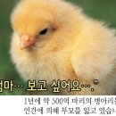 승주치킨 이미지