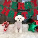 애견미용 견출지 노원점 이미지