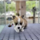 플레이독 파주본점 | 파주강아지분양 플레이독 파주본점 고민 끝에 선택한 플레이독 파주본점 후기