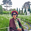 레몬비 강화오상리점 | [강화도 가볼 만한 곳] 데이지 꽃 명소 &#39;마호가니 카페&#39; 방문 후기! (데이지 개화현황, 주차장)