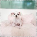 우리 애견 미용실 이미지