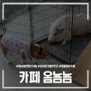 별내동물병원 | [카페 옴뇸뇸] 남양주 별내 강아지 동반 동물 카페 솔직 후기 (+키즈존!!)