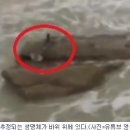 인어 이미지