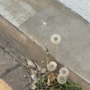 파란섬 이미지
