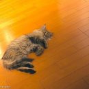 맥동물병원 이미지