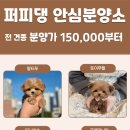 853 | 대전 중구애견분양 고민 끝에 선택한 반려견 후기